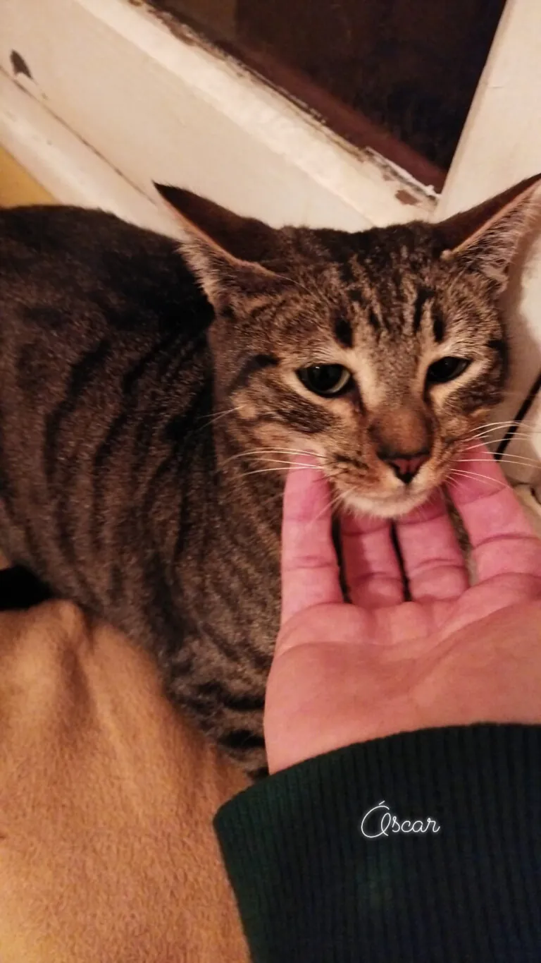 Argos Leon6 768x1365