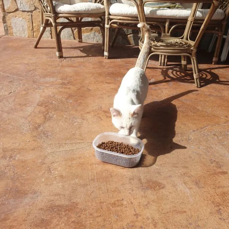 Asociacion 7 vidas Orihuela1 768x768