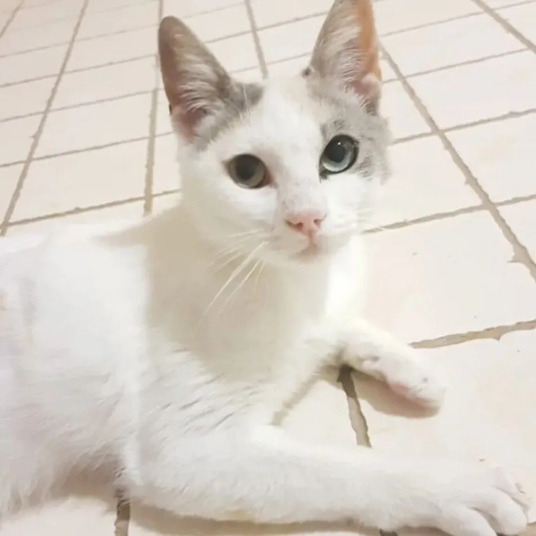 Asociacion 7 vidas Orihuela2 768x768