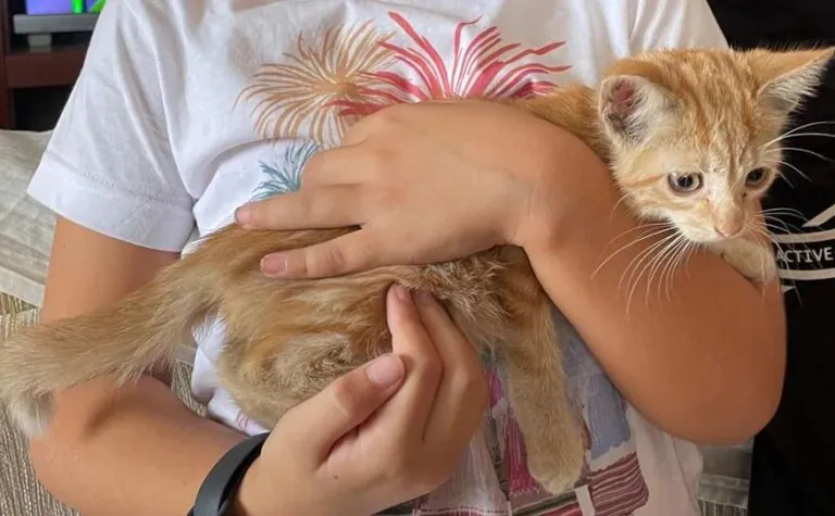 Asociacion 7 vidas Orihuela3 768x475