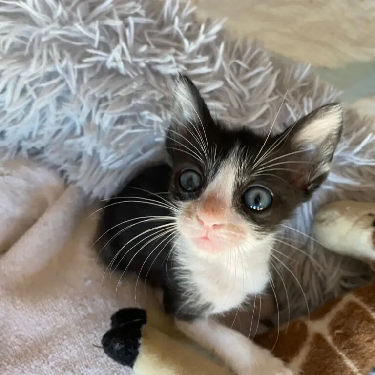 Asociacion 7 vidas Orihuela4 768x768