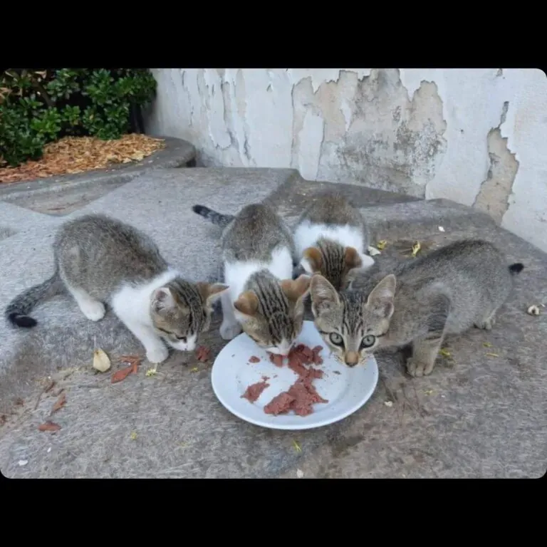 Asociacion 7 vidas Orihuela5 768x768