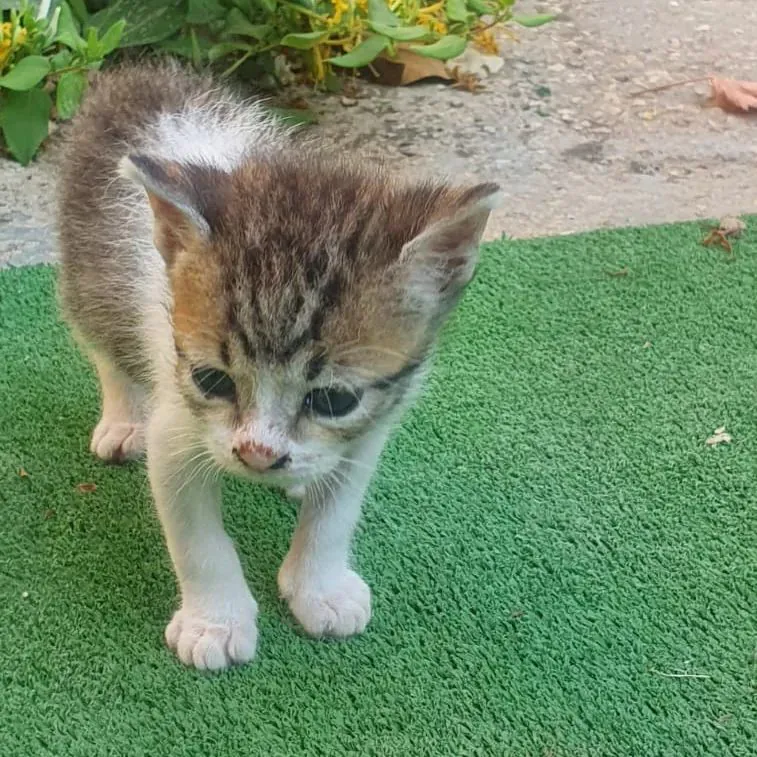 Asociacion 7 vidas Orihuela6