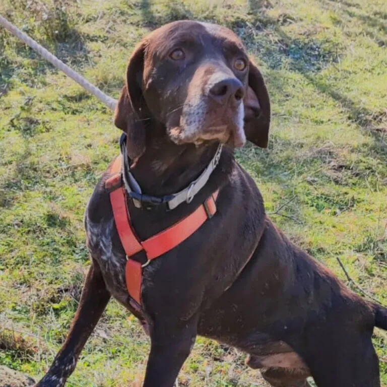 Asociacion Animalejos1 768x768