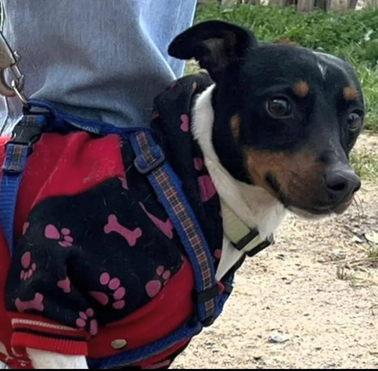 Asociacion Animalejos2 768x755