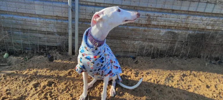 Asociacion Animalejos3 768x346