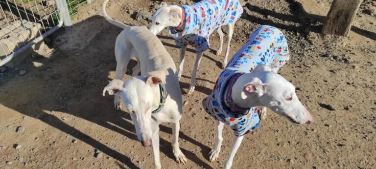 Asociacion Animalejos4 768x346