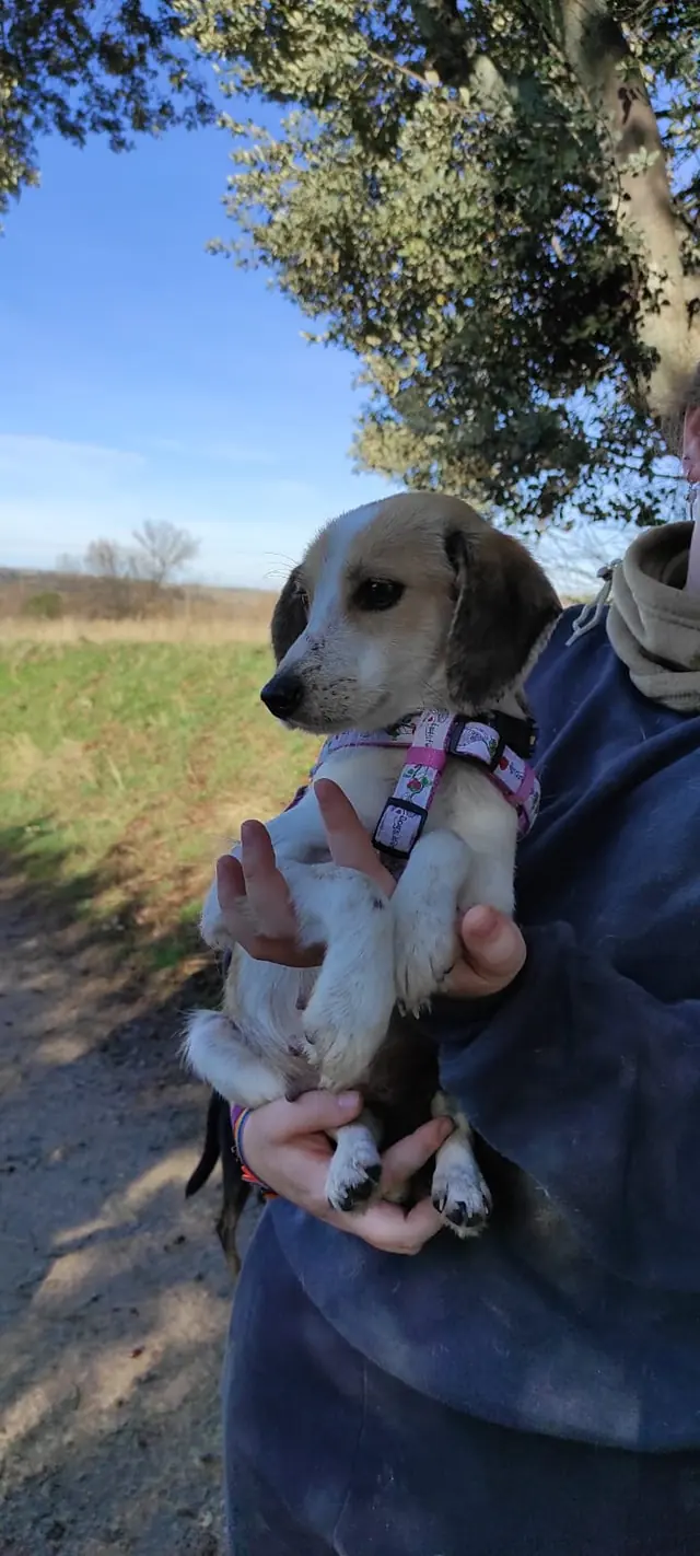 Asociacion Animalejos5