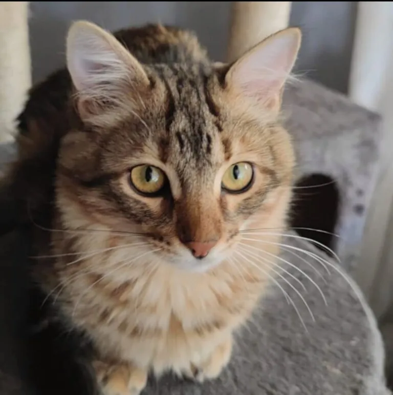 Asociacion Animalejos6 768x771