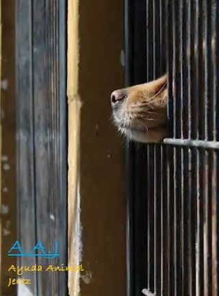 Asociacion Ayuda AnimalJerez logo