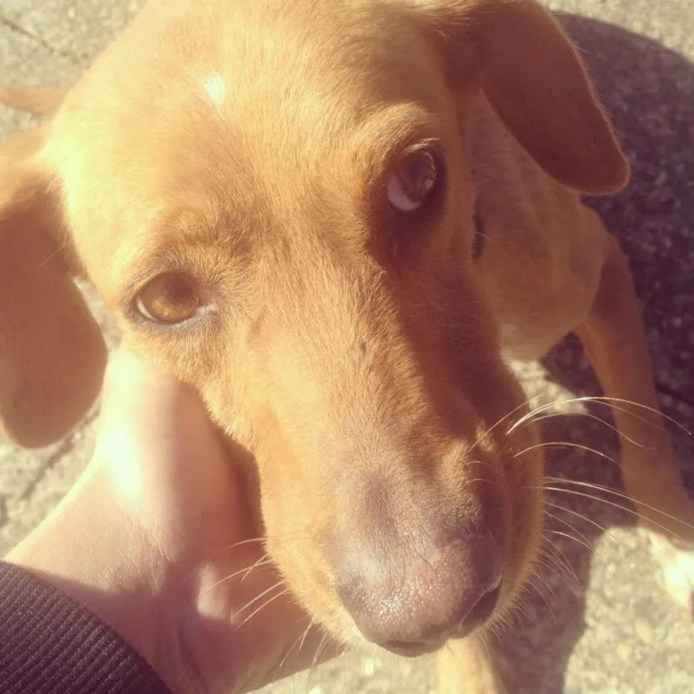 Asociacion Ayuda AnimalJerez1 768x768