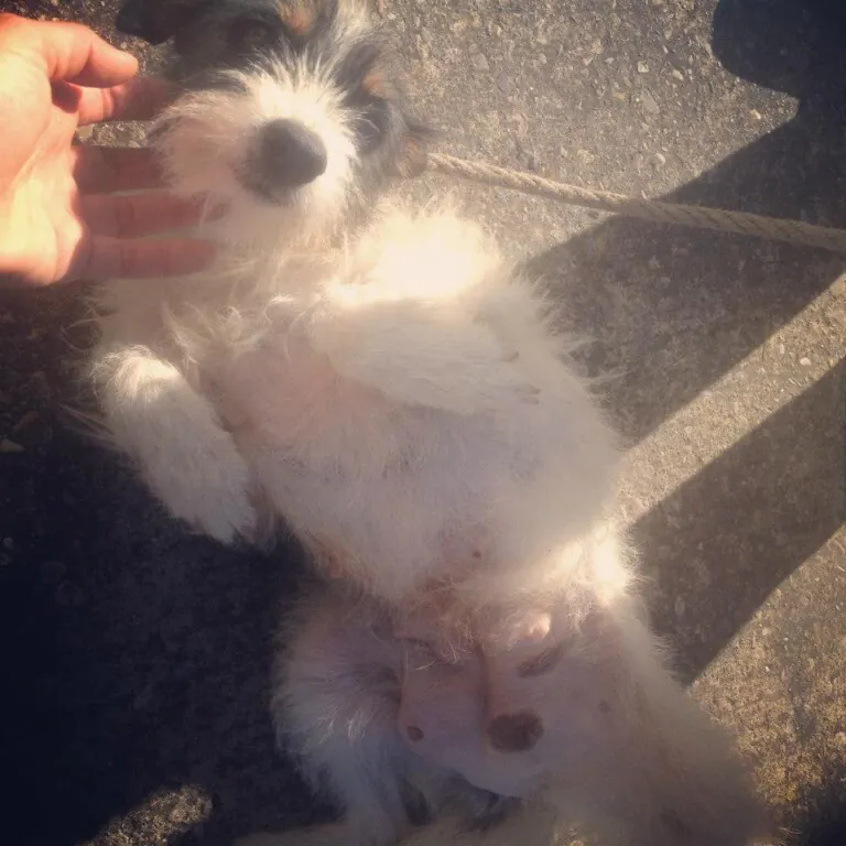 Asociacion Ayuda AnimalJerez2 768x768