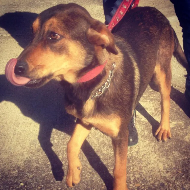 Asociacion Ayuda AnimalJerez3 768x768