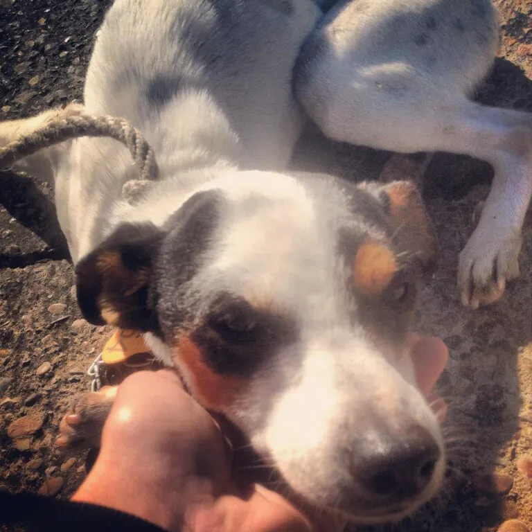 Asociacion Ayuda AnimalJerez4 768x768