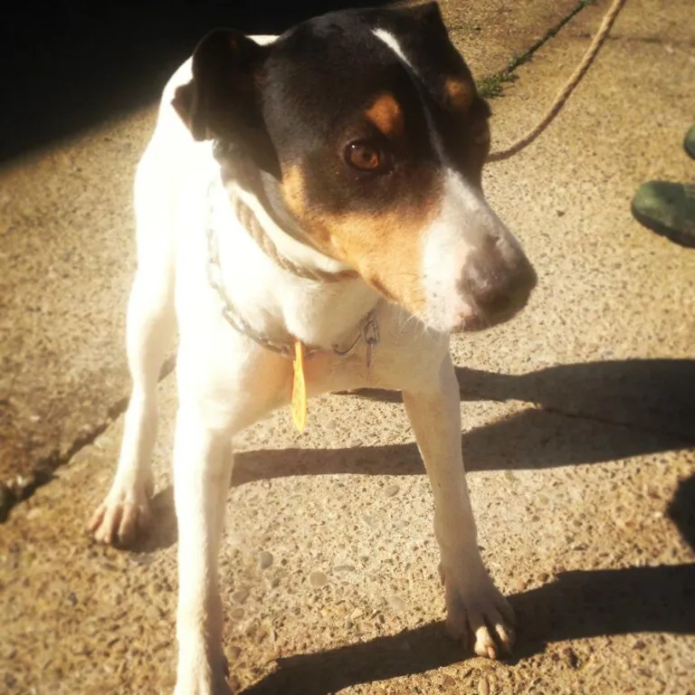 Asociacion Ayuda AnimalJerez5 768x768