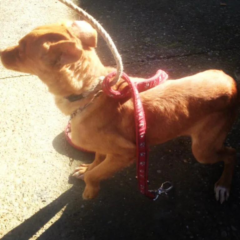 Asociacion Ayuda AnimalJerez6 768x768