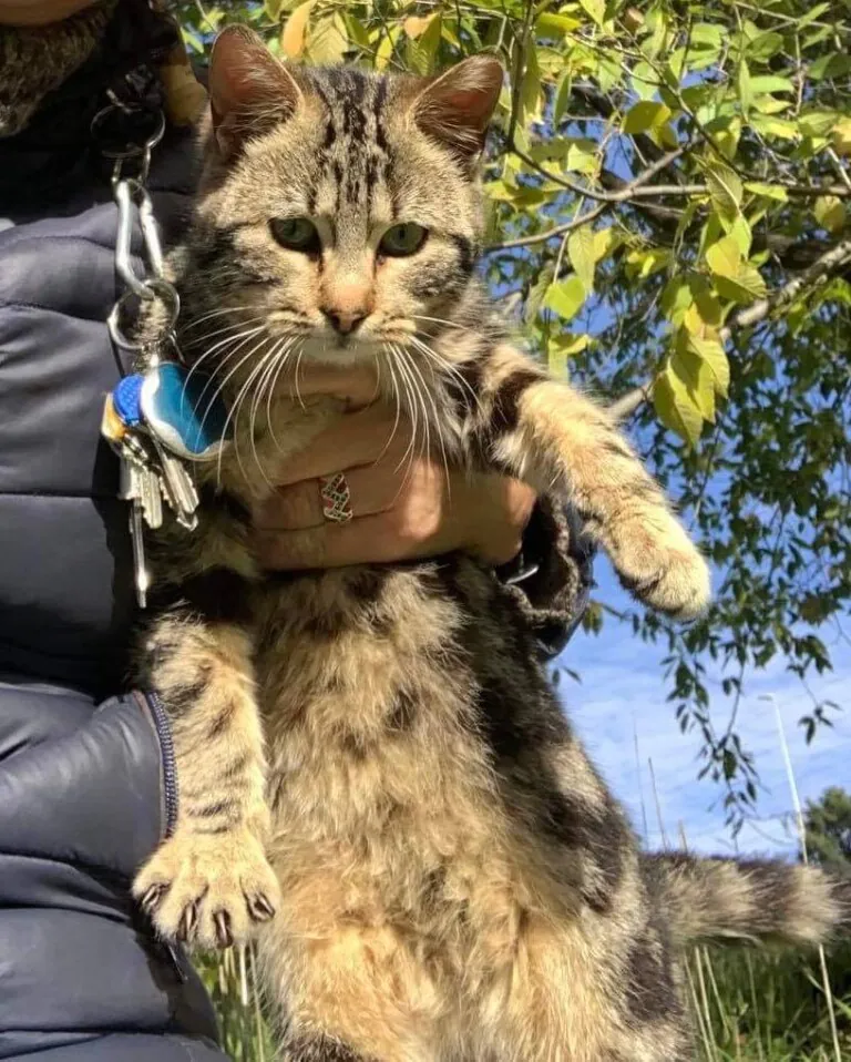 Asociacion Cacerena para la Proteccion y Defensa de los Animales1 768x958