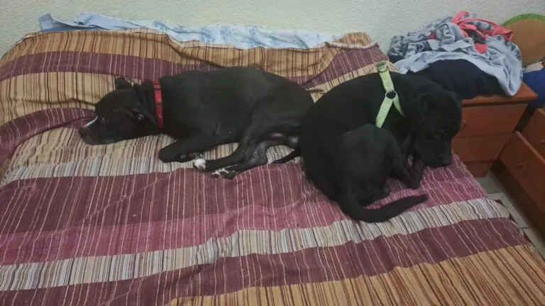 Asociacion Cacerena para la Proteccion y Defensa de los Animales2 768x432