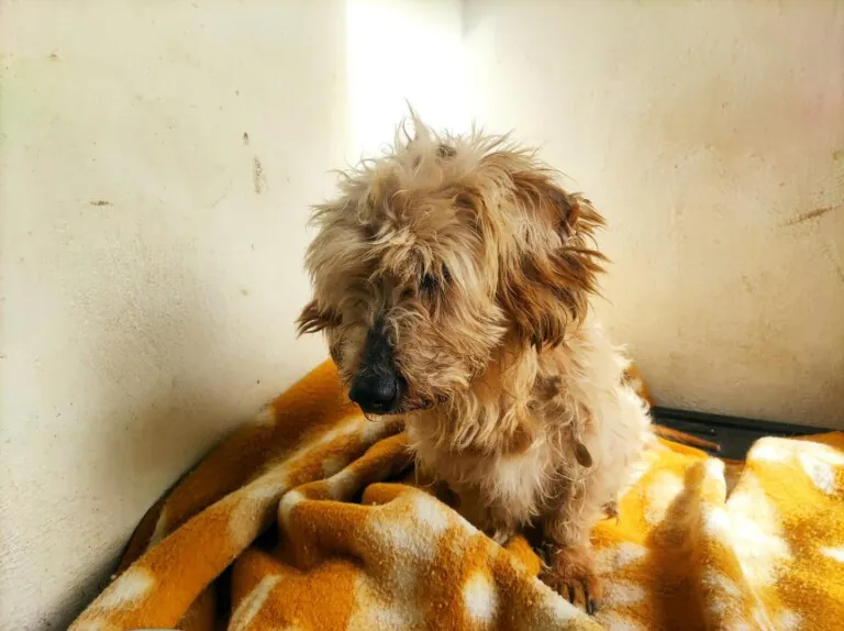 Asociacion Cacerena para la Proteccion y Defensa de los Animales3 768x574