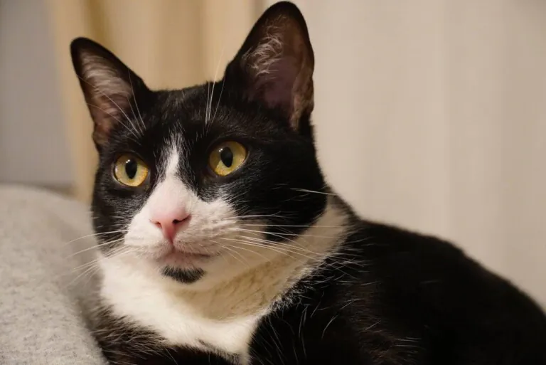 Asociacion Cacerena para la Proteccion y Defensa de los Animales4 768x513