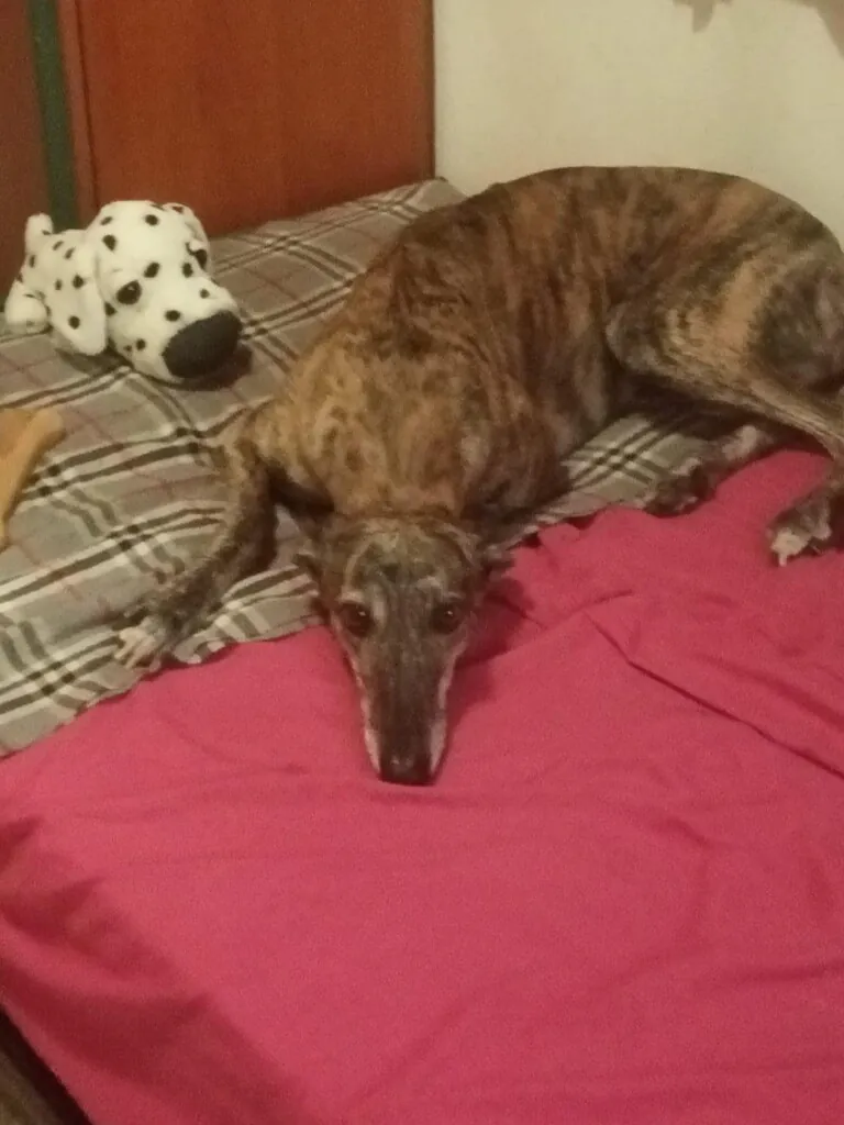 Asociacion Cacerena para la Proteccion y Defensa de los Animales5 768x1024