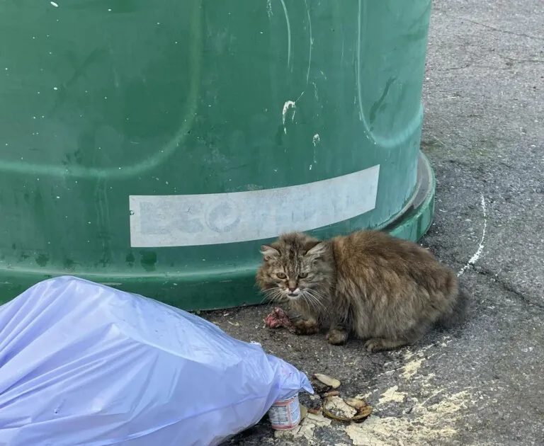 Asociacion Cacerena para la Proteccion y Defensa de los Animales6 768x630