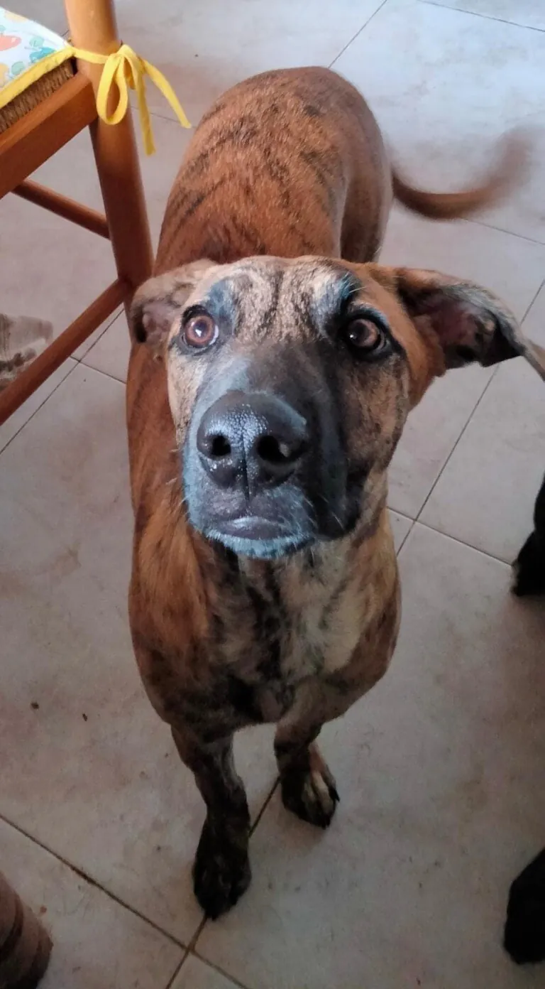 Asociacion Gadoupas Viveiro4 768x1392