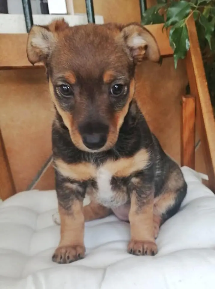 Asociacion Maskeperros1