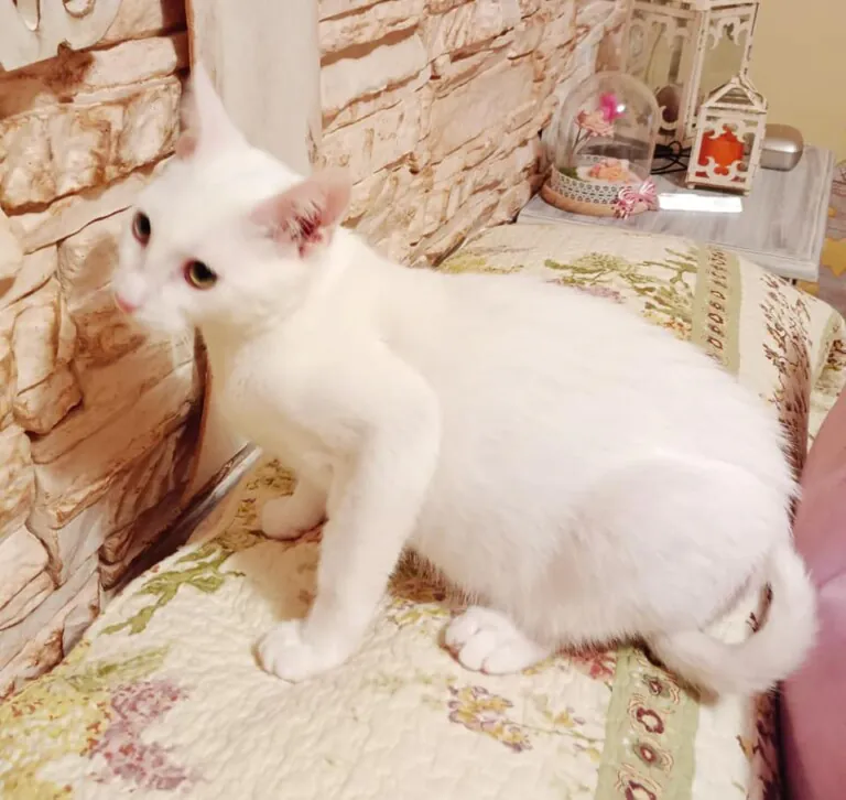 Asociacion Maskeperros2 768x726