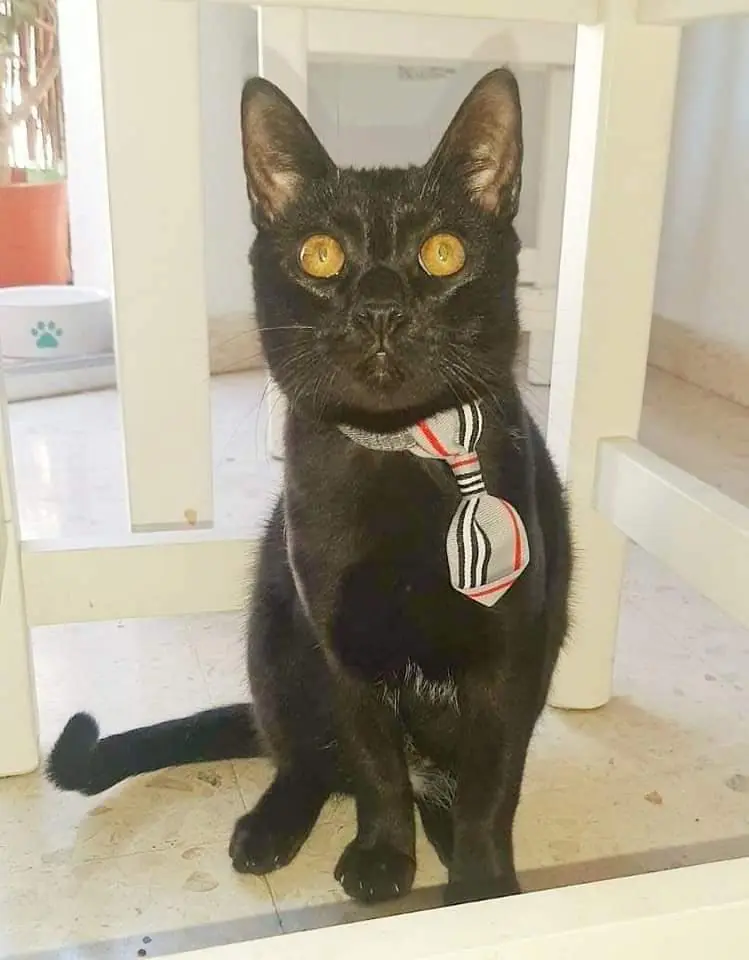 Asociacion Maskeperros3