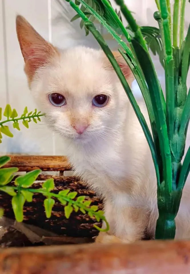 Asociacion Maskeperros4