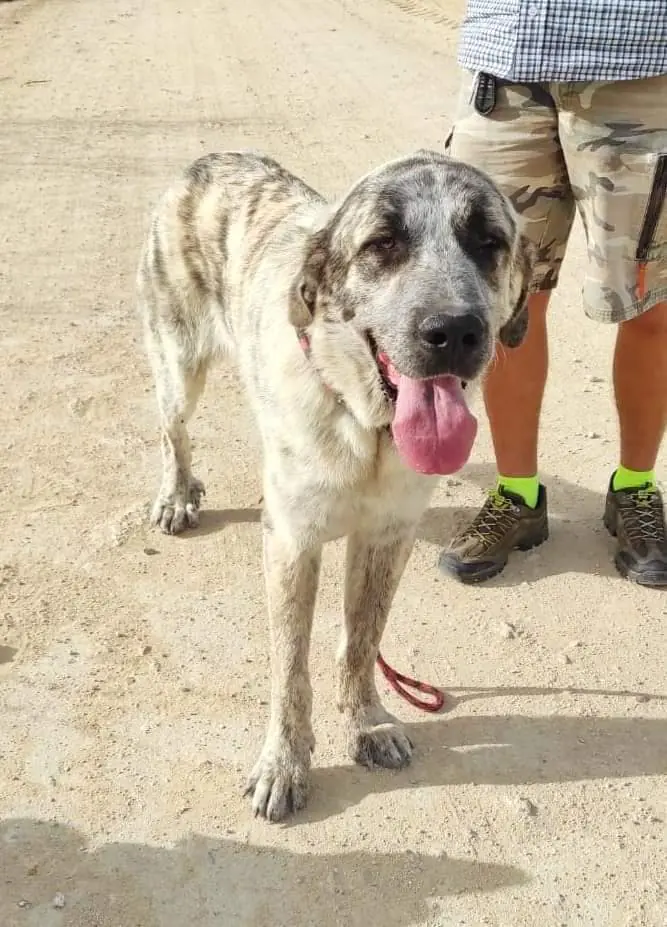 Asociacion Maskeperros5