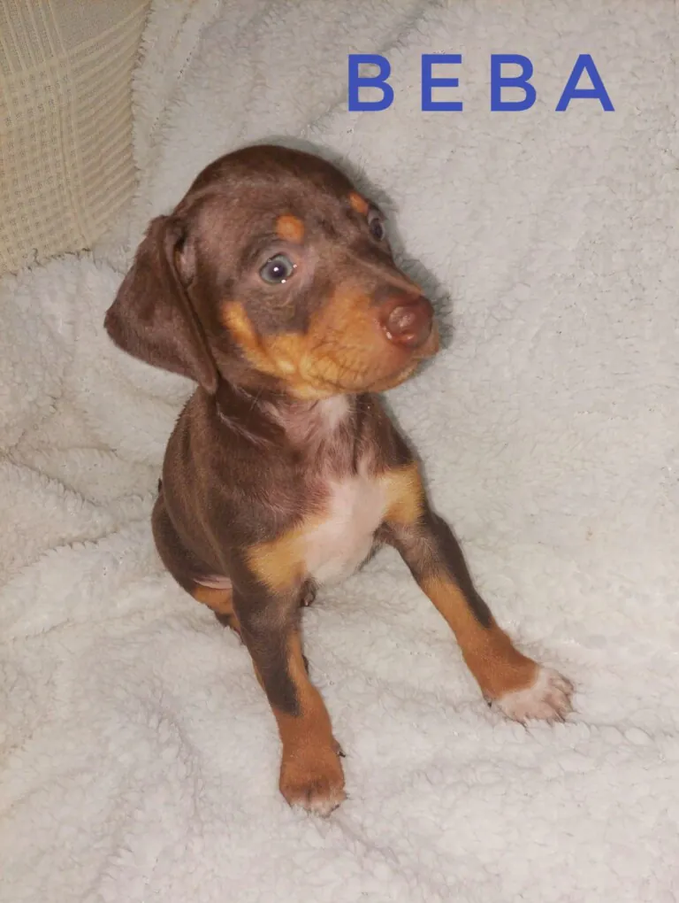 Asociacion Maskeperros6 768x1020