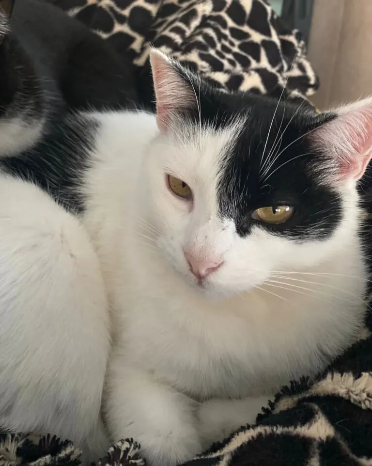 Asociacion Protectora de Animales Sentido Animal1 768x961