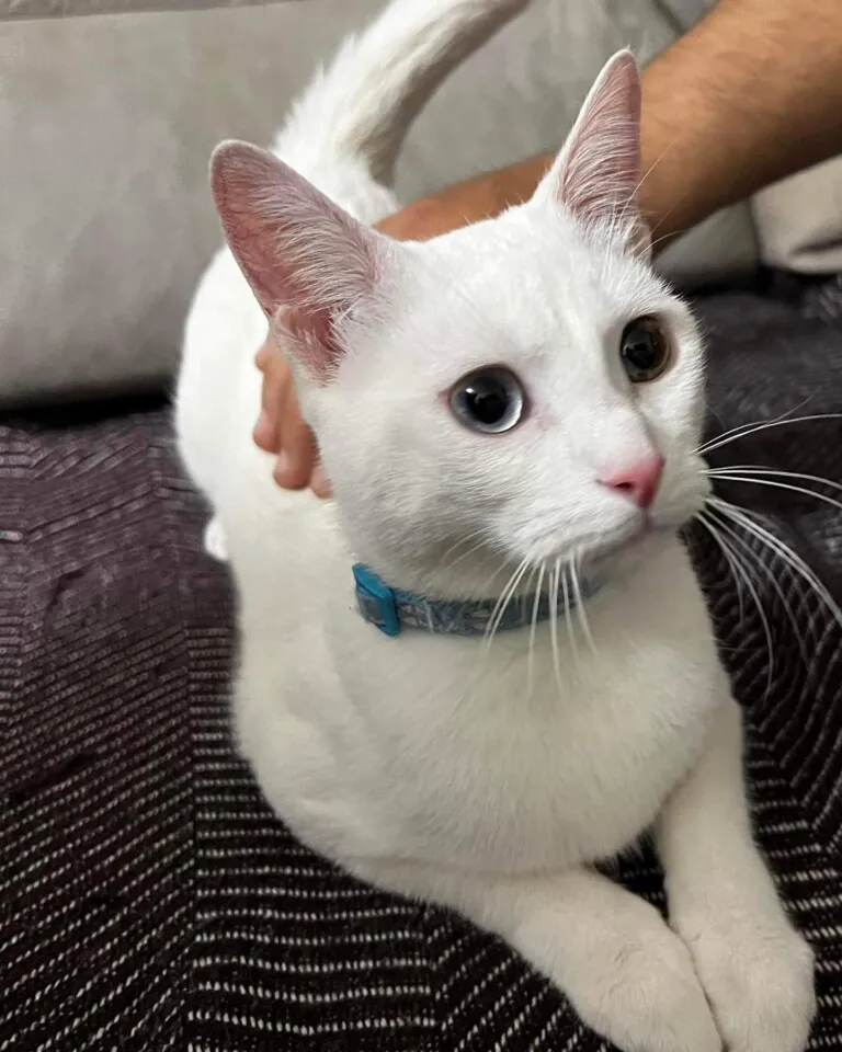 Asociacion Protectora de Animales Sentido Animal2 768x960