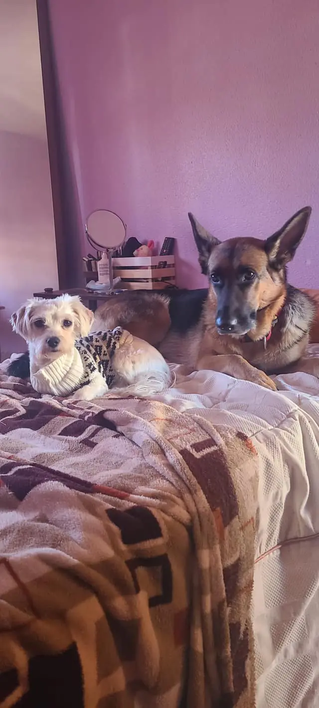 Asociacion Protectora de Animales Sentido Animal3