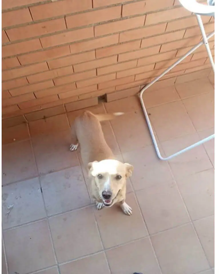 Asociacion Protectora de Animales Sentido Animal5