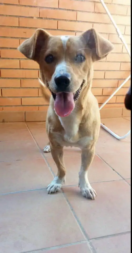 Asociacion Protectora de Animales Sentido Animal6