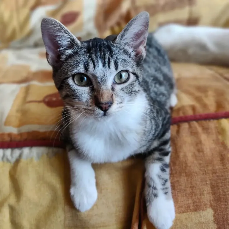 Asociacion Proyecto Gato Mora de Rubielos1 768x768