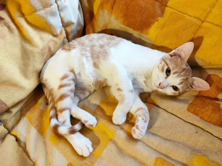 Asociacion Proyecto Gato Mora de Rubielos2 768x575