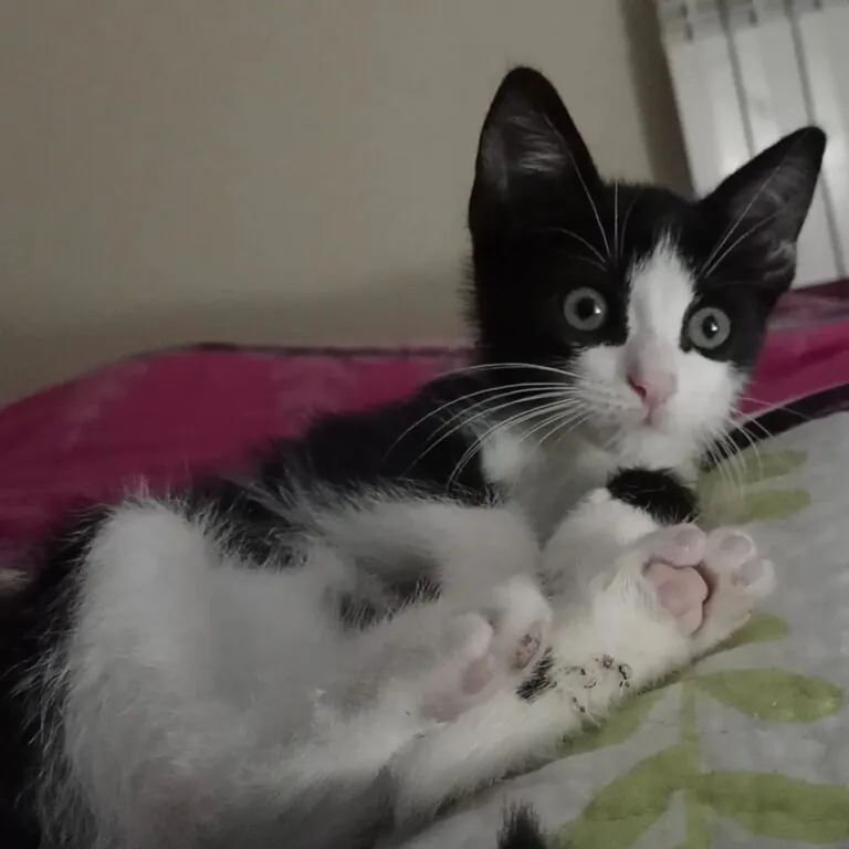 Asociacion Proyecto Gato Mora de Rubielos3 768x768