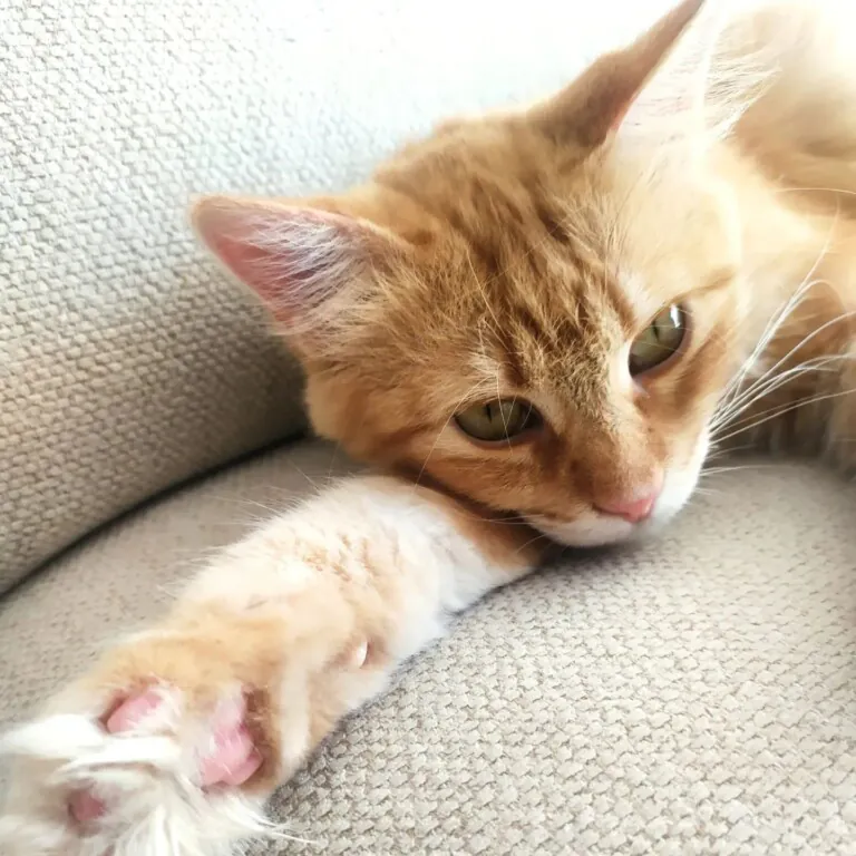 Asociacion Proyecto Gato Mora de Rubielos4 768x768