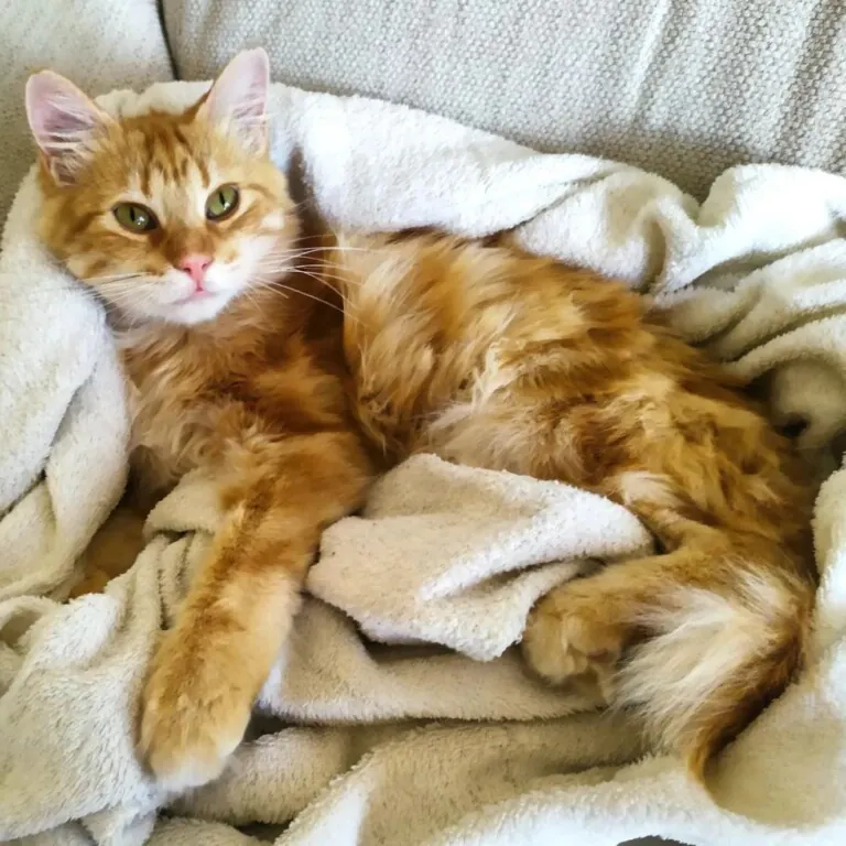 Asociacion Proyecto Gato Mora de Rubielos5 768x768