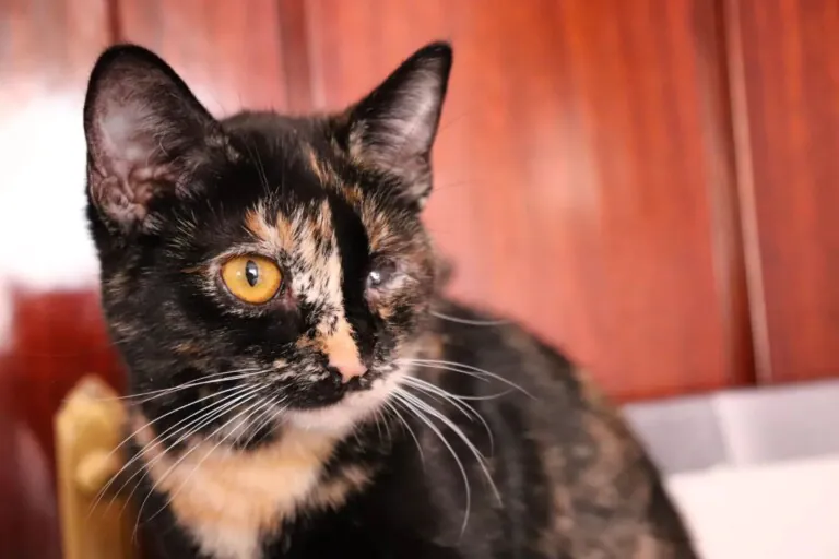 Asociacion Proyecto Gato Mora de Rubielos6 768x512