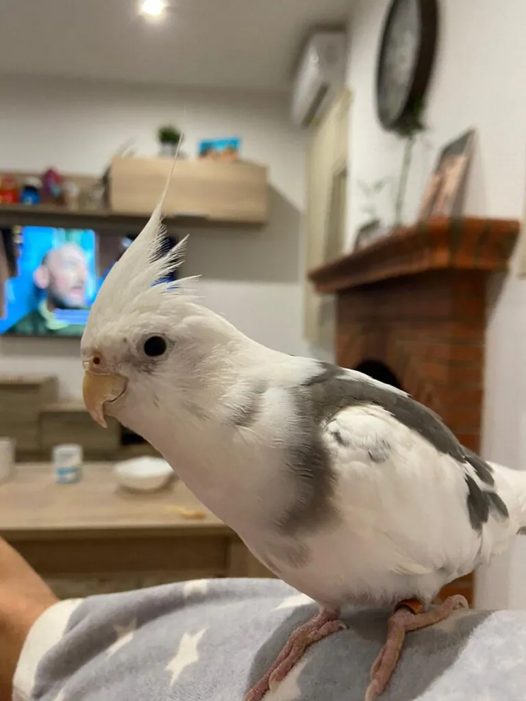 Asociacion Refugio Animales Abandonados Barbate3 768x1024