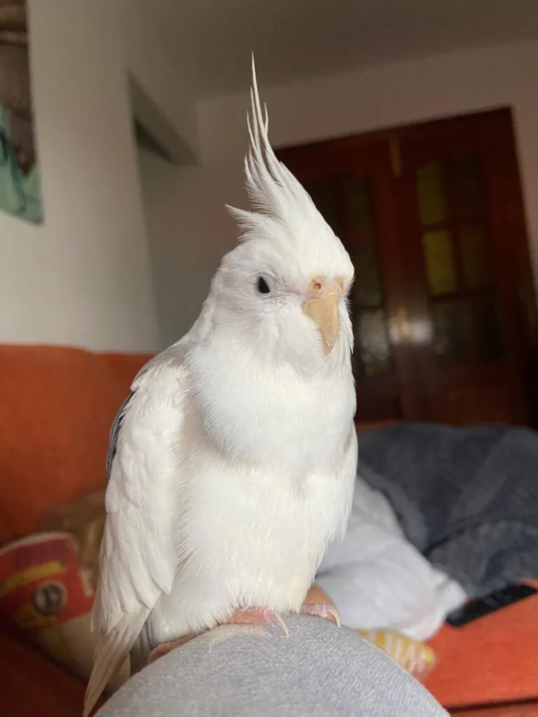 Asociacion Refugio Animales Abandonados Barbate4 768x1024