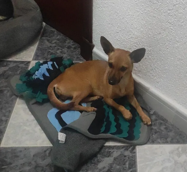 Asociacion Refugio Animales Abandonados Barbate5 768x706