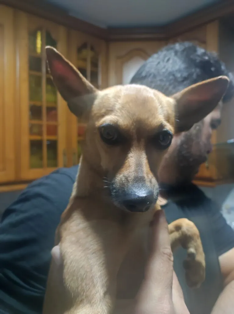 Asociacion Refugio Animales Abandonados Barbate6 768x1027