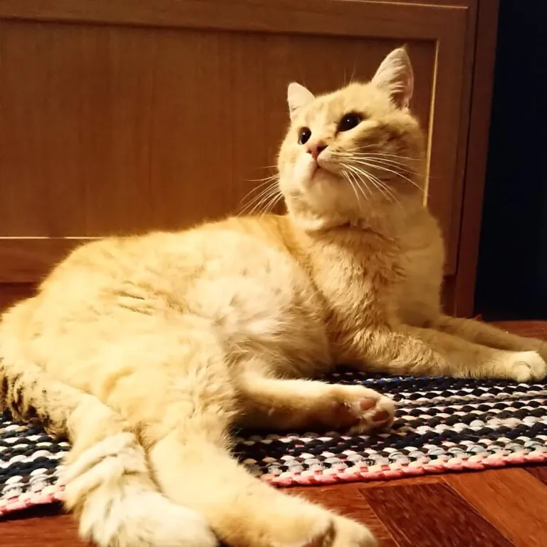 Asociacion Valladolid Felina1 768x768