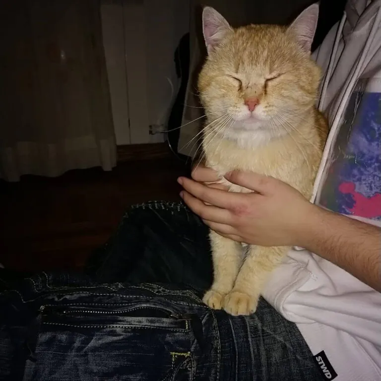 Asociacion Valladolid Felina2 768x768